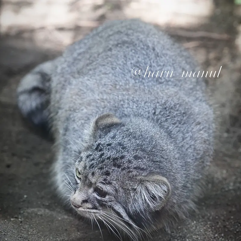 A photograph of Abrikos in Nasu Animal Kingdom