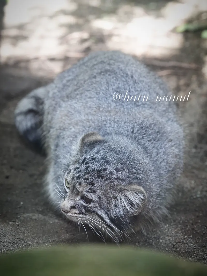 A photograph of Abrikos in Nasu Animal Kingdom