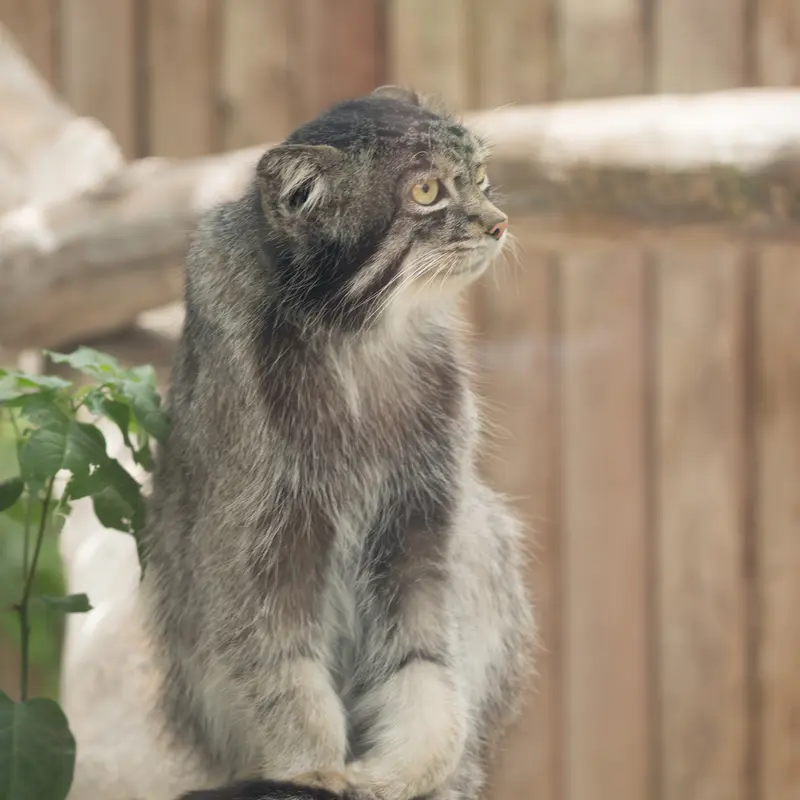 A photograph of Nar in Kobe Animal Kingdom