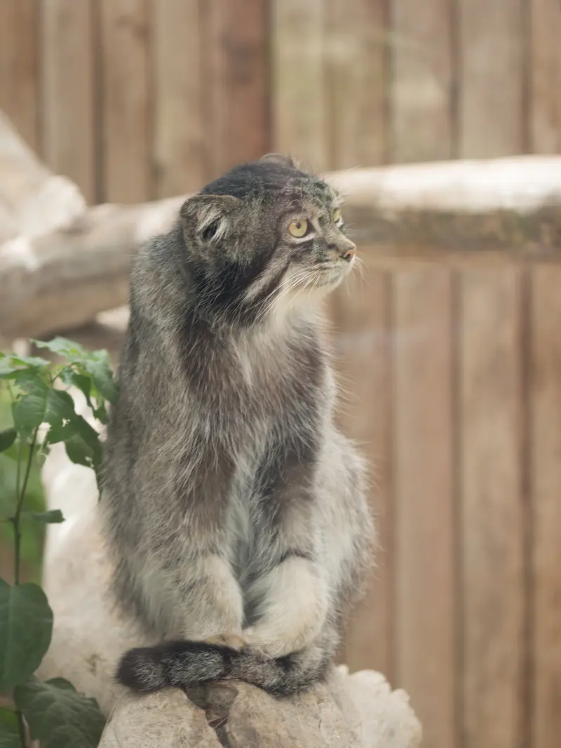 A photograph of Nar in Kobe Animal Kingdom