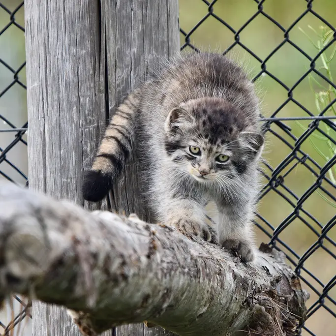 A photograph of a Pallas's cat in Port Lympne Wild Animal Park