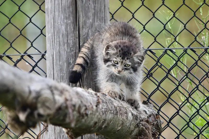 A photograph of a Pallas's cat in Port Lympne Wild Animal Park
