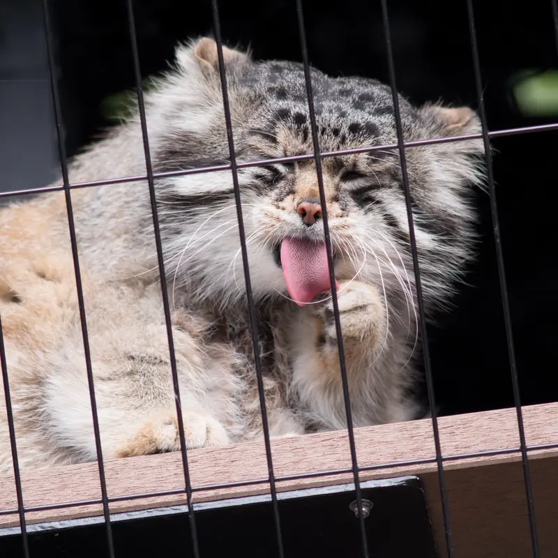 A photograph of Grusha in Asahiyama Zoo
