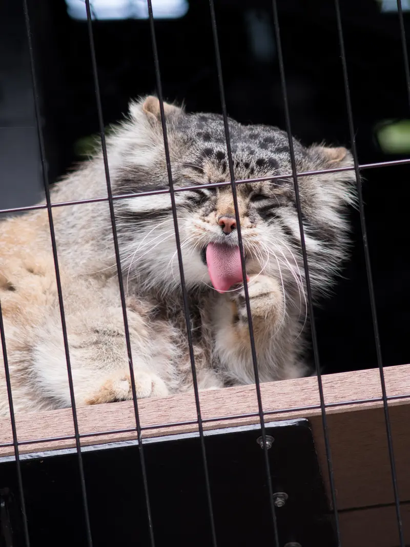 A photograph of Grusha in Asahiyama Zoo