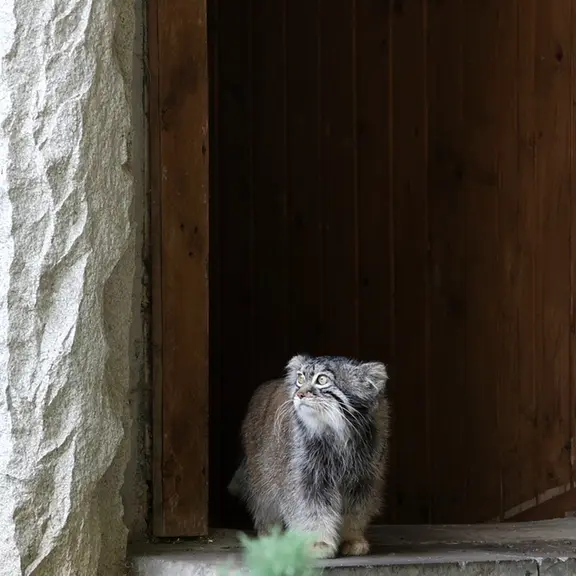 A photograph of a Pallas's cat in Moscow zoo
