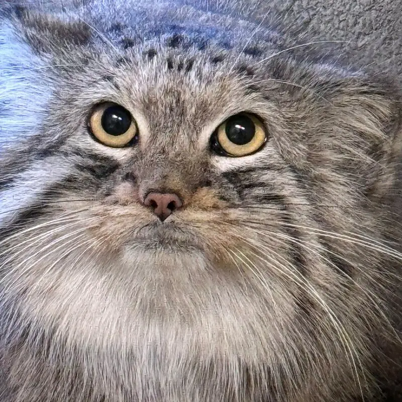 A photograph of Brie in Oglebay Good Zoo