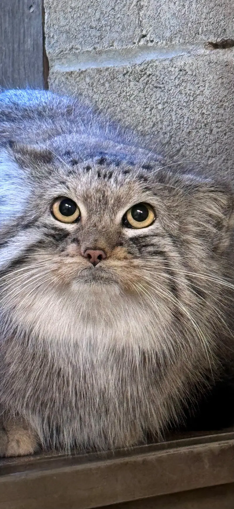 A photograph of Brie in Oglebay Good Zoo