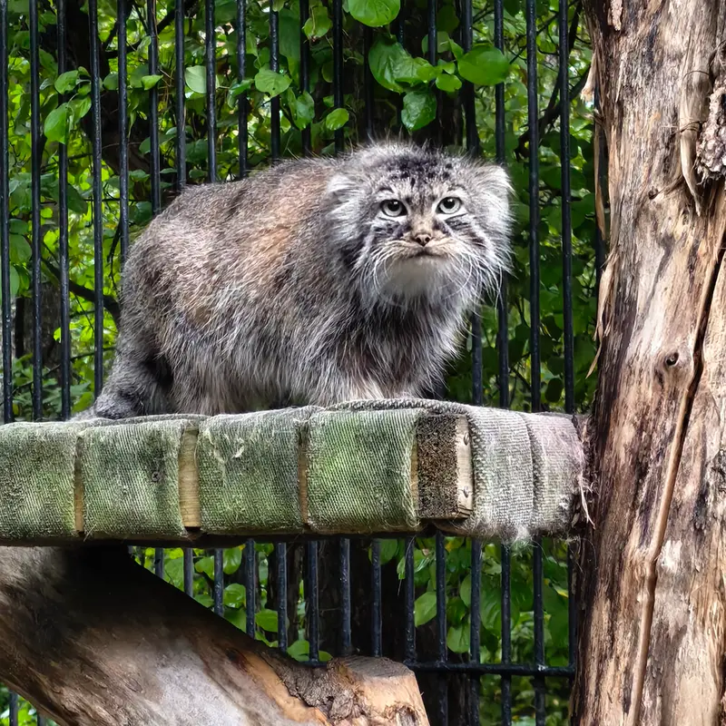 A photograph of Gabi in Novosibirsk Zoo