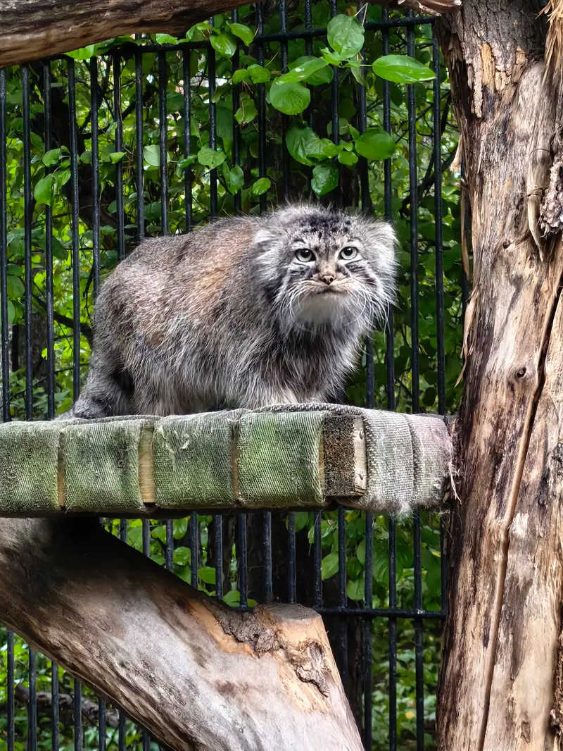 A photograph of Gabi in Novosibirsk Zoo