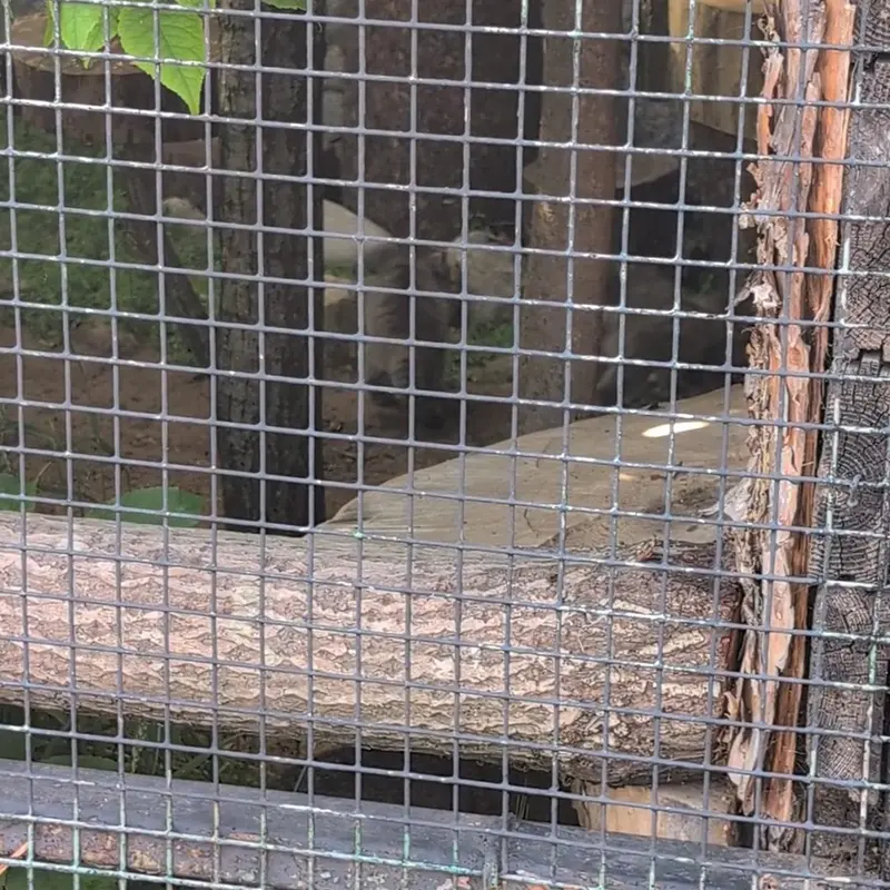 A photograph of a Pallas's cat in Leningrad zoo