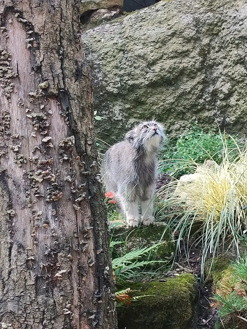 A photograph of Qolli-Olli in Ménagerie du Jardin des plantes