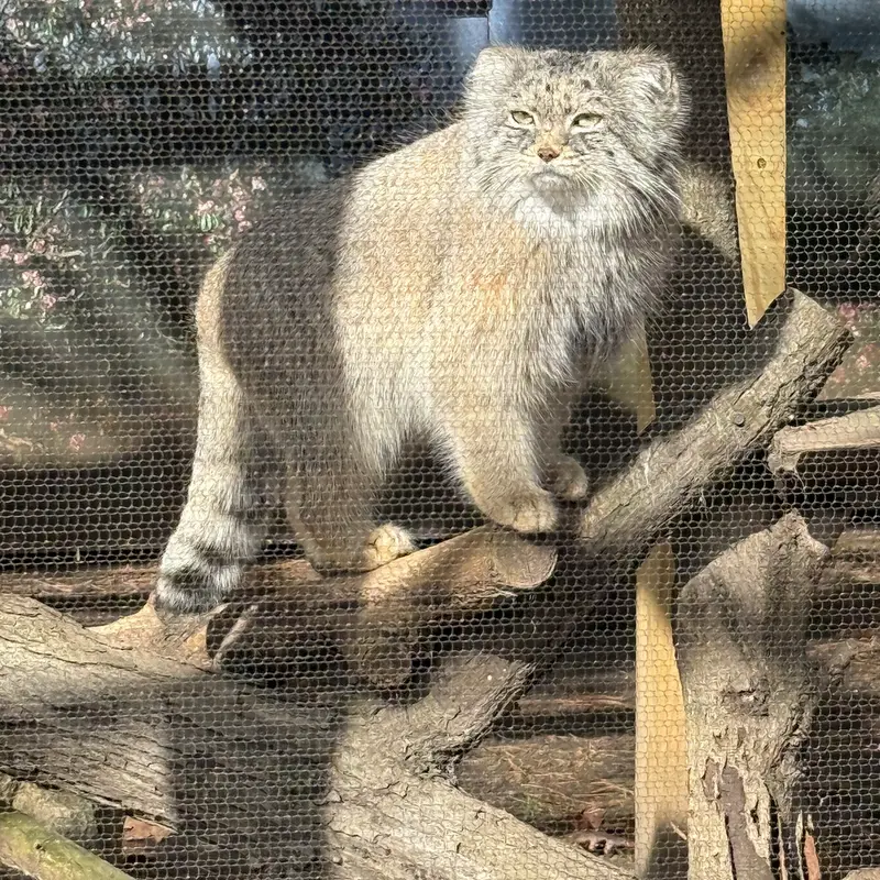 A photograph of Pazi in Potter Park Zoo