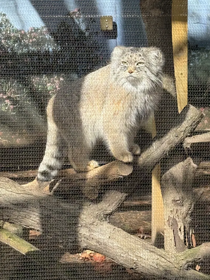 A photograph of Pazi in Potter Park Zoo