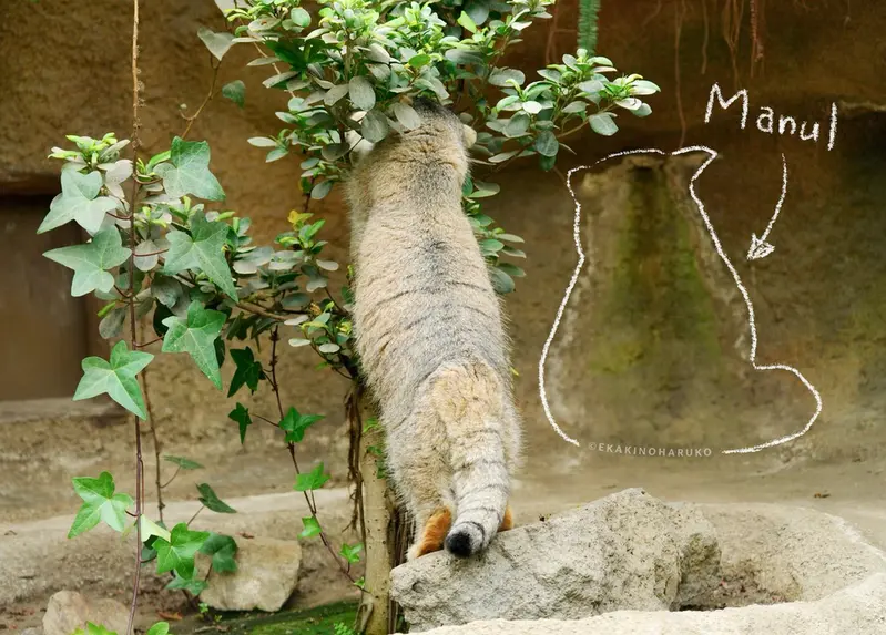 A photograph of Az in Kobe Animal Kingdom