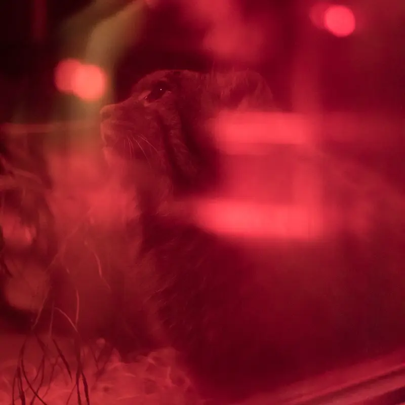 A photograph of Naim in Ueno Zoological Gardens