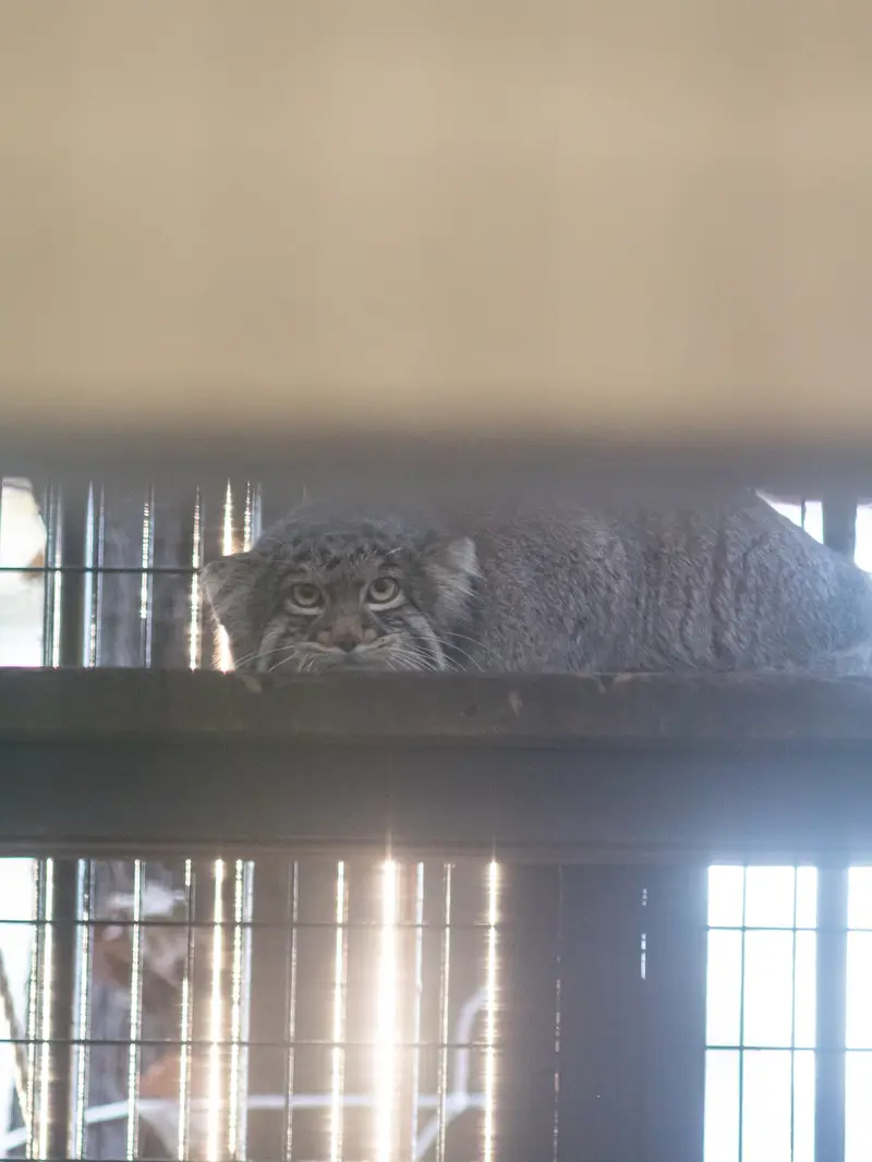 A photograph of Figa in Nogeyama Zoo