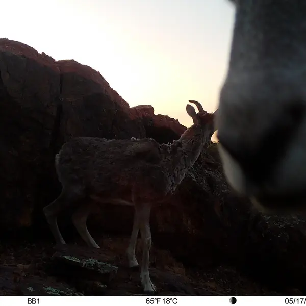 A photograph of Argali from Aktas-Kunkora camera trap