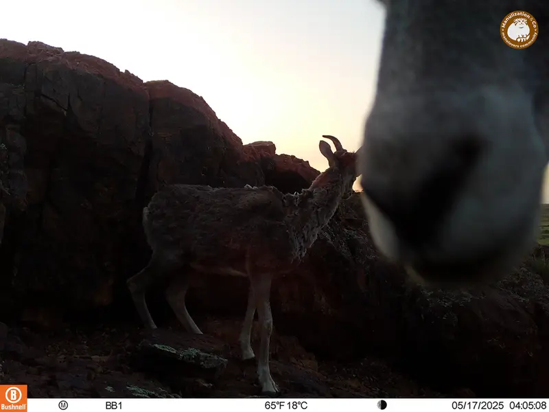 A photograph of Argali from Aktas-Kunkora camera trap