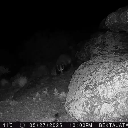 A photograph of Asian badger from Bektauata 2 camera trap