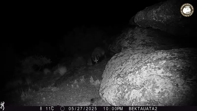 A photograph of Asian badger from Bektauata 2 camera trap