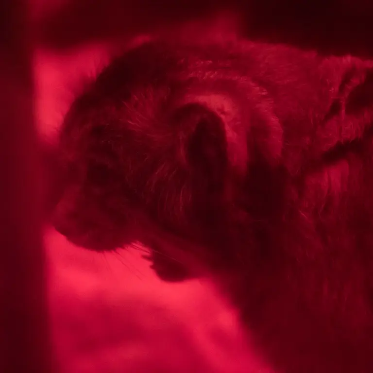 A photograph of Naim in Ueno Zoological Gardens