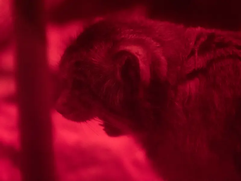 A photograph of Naim in Ueno Zoological Gardens