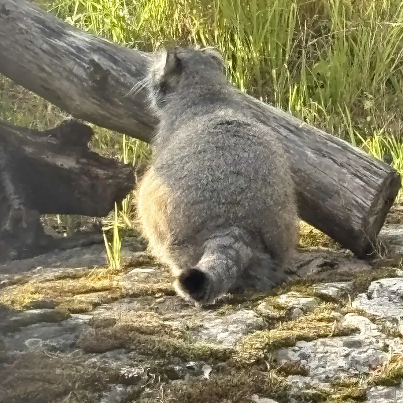 A photograph of Mimi in Korkeasaari Zoo
