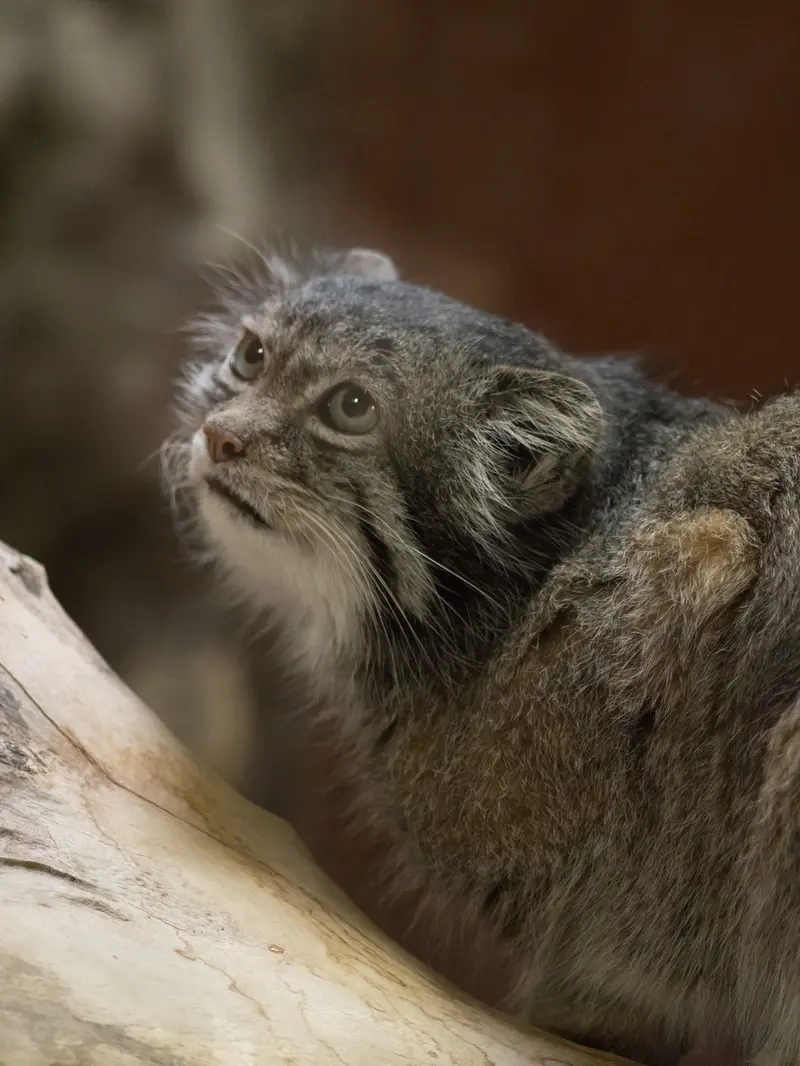 A photograph of Klyon in Ueno Zoological Gardens