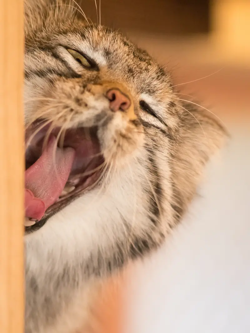 A photograph of Oto in Saitama Children's Zoo