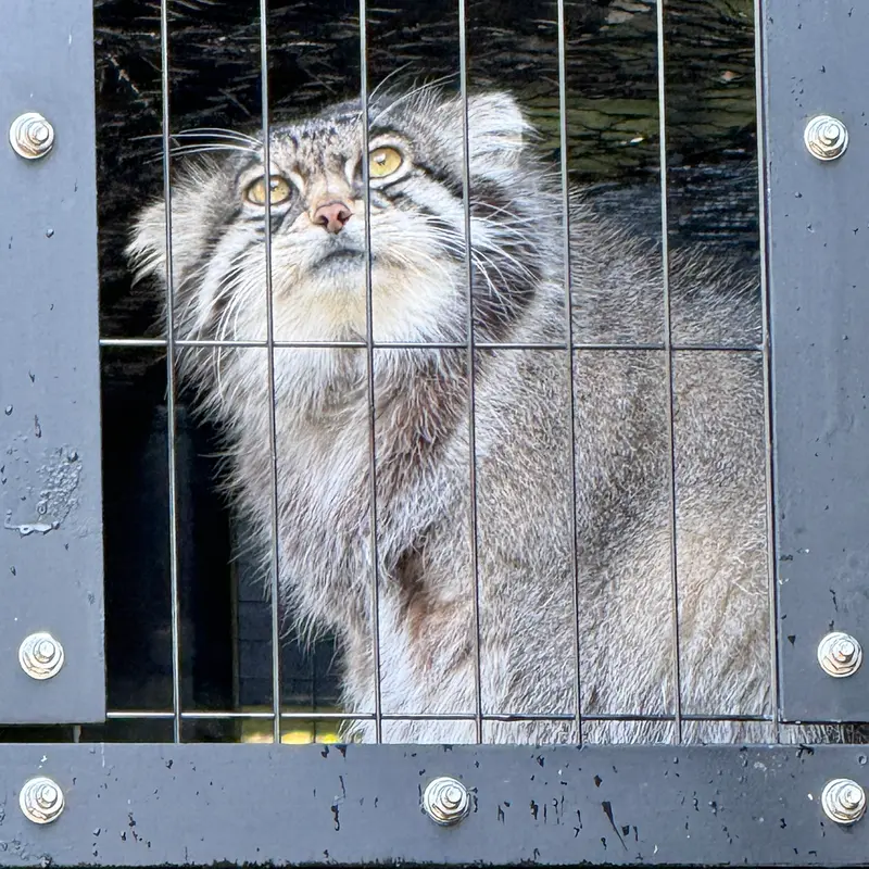 A photograph of Grusha in Asahiyama Zoo