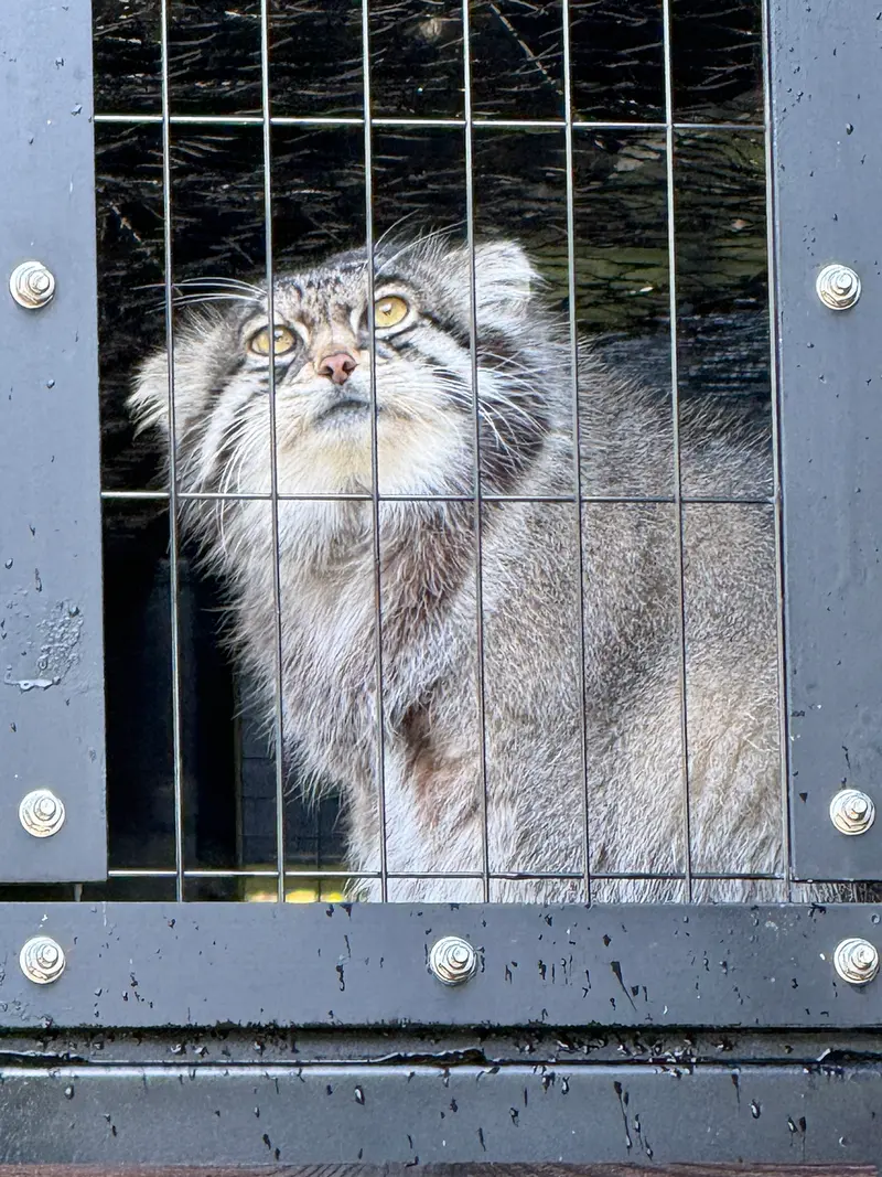 A photograph of Grusha in Asahiyama Zoo