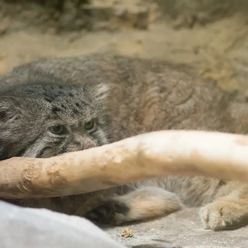 A photograph of Klyon in Ueno Zoological Gardens