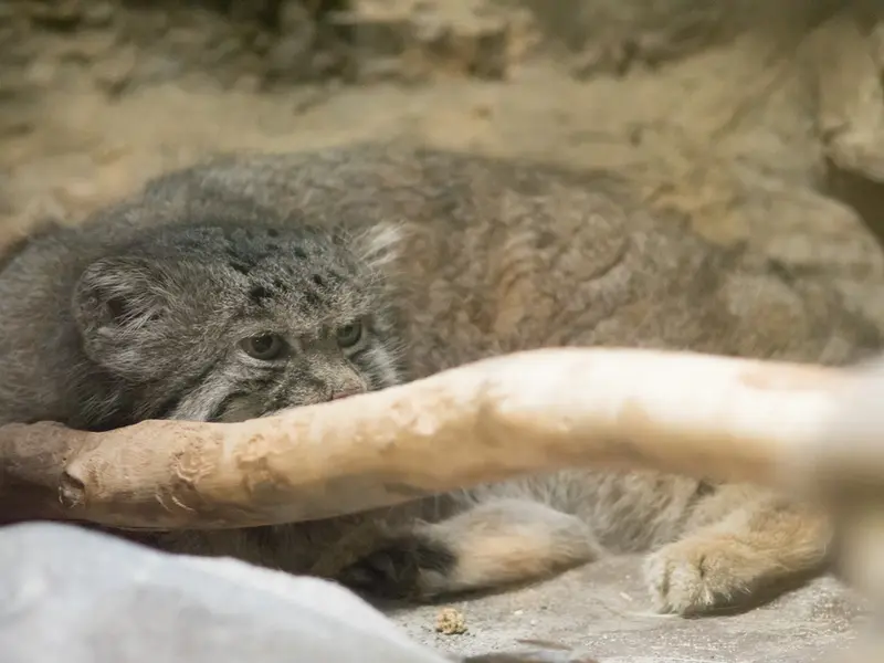 A photograph of Klyon in Ueno Zoological Gardens