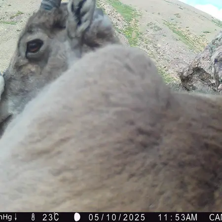 A photograph of Argali from Zhundy 2 camera trap