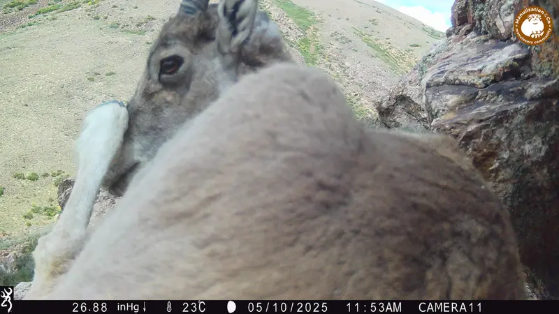 A photograph of Argali from Zhundy 2 [new] camera trap