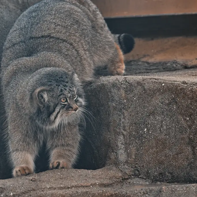 A photograph of Iris in Kobe Oji Zoo