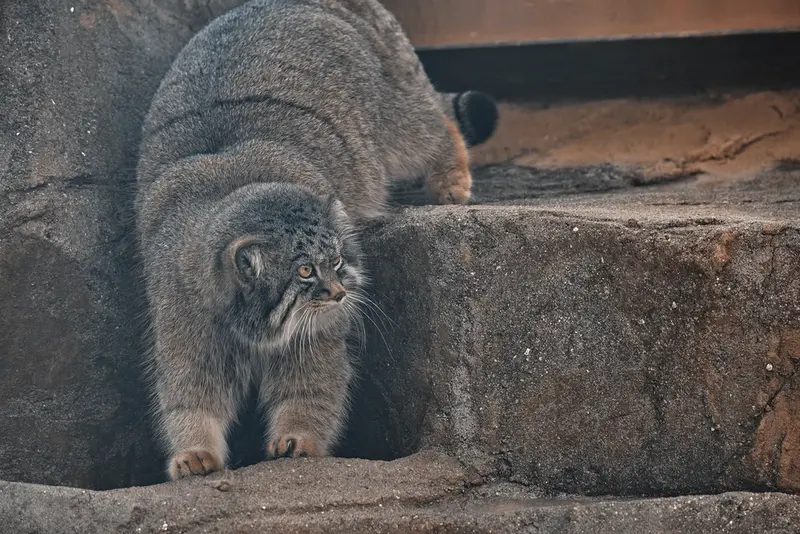 A photograph of Iris in Kobe Oji Zoo
