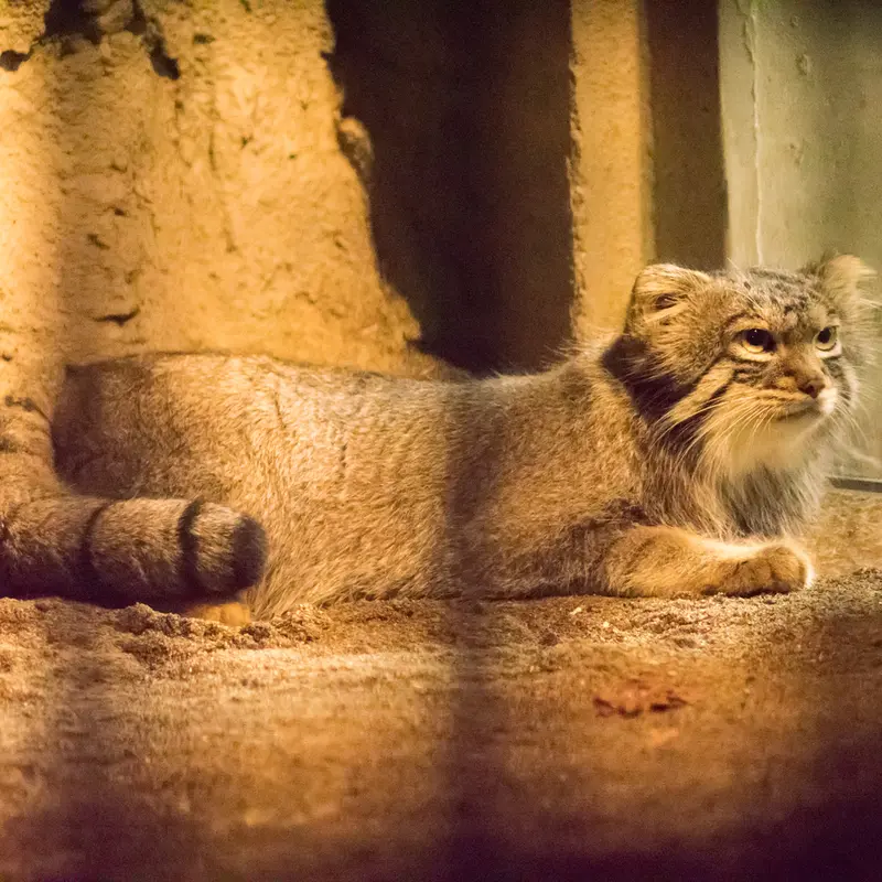 A photograph of Figa in Nogeyama Zoo