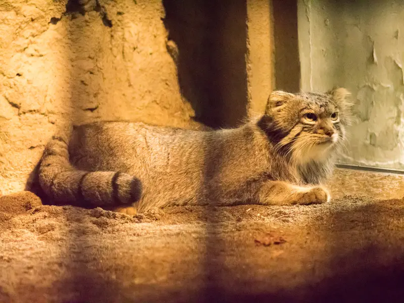 A photograph of Figa in Nogeyama Zoo