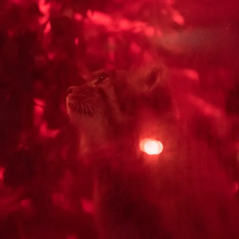 A photograph of Naim in Ueno Zoological Gardens