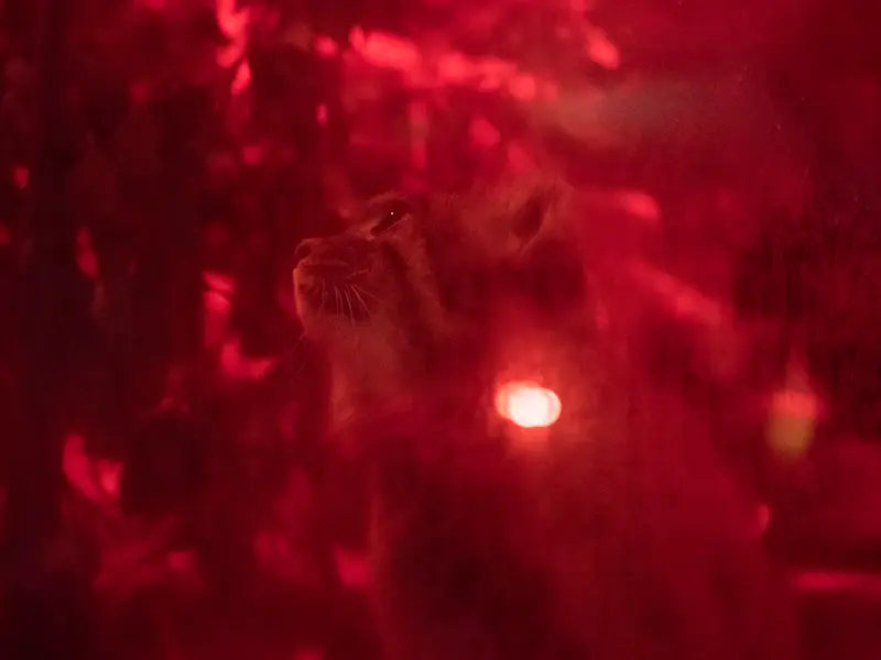 A photograph of Naim in Ueno Zoological Gardens