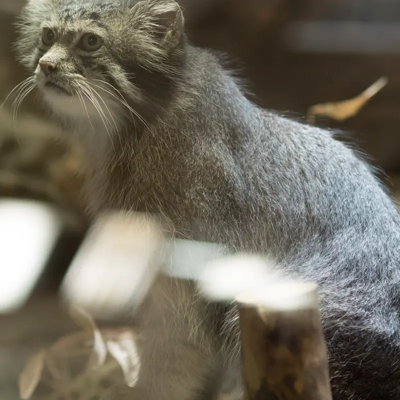 A photograph of Klyon in Ueno Zoological Gardens