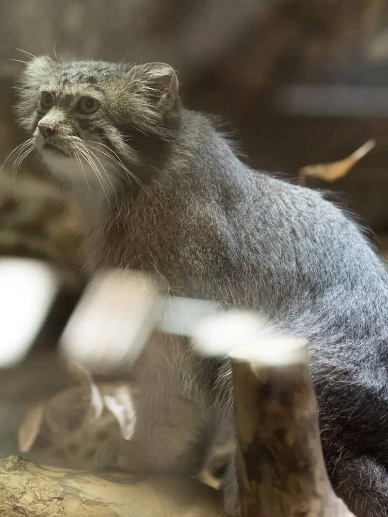 A photograph of Klyon in Ueno Zoological Gardens