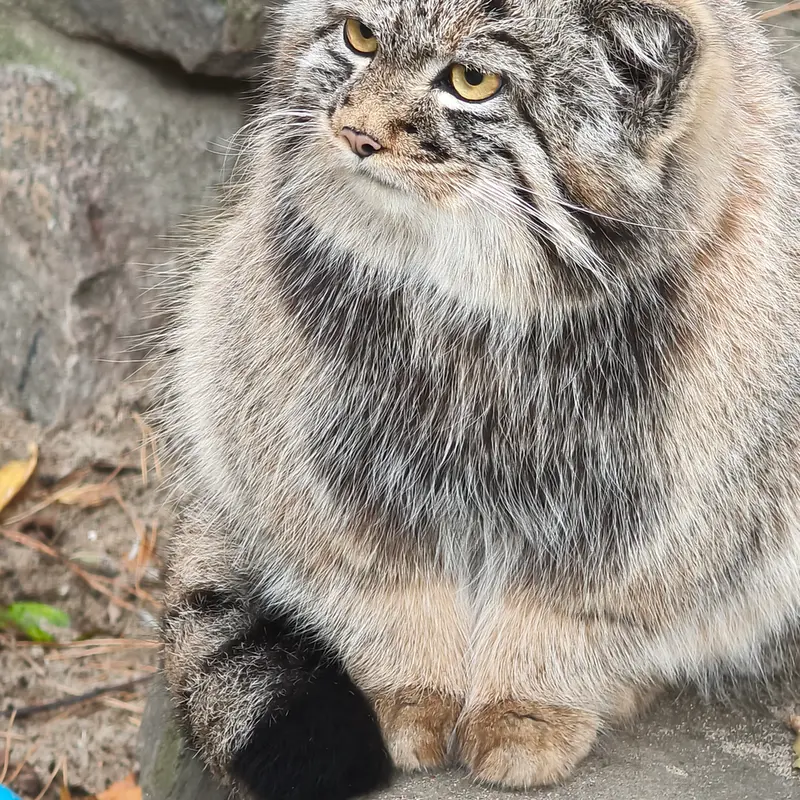 A photograph of Son of Adele b.2026 Ⅲ in Novosibirsk Zoo
