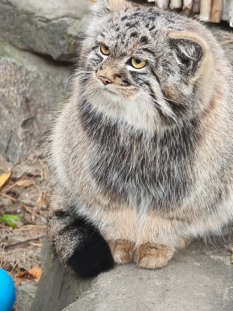 A photograph of Son of Adele b.2026 Ⅲ in Novosibirsk Zoo