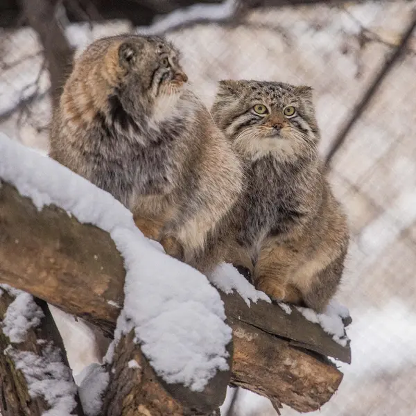 A photograph of Son of Eve 2024 Ⅰ in Novosibirsk Zoo
