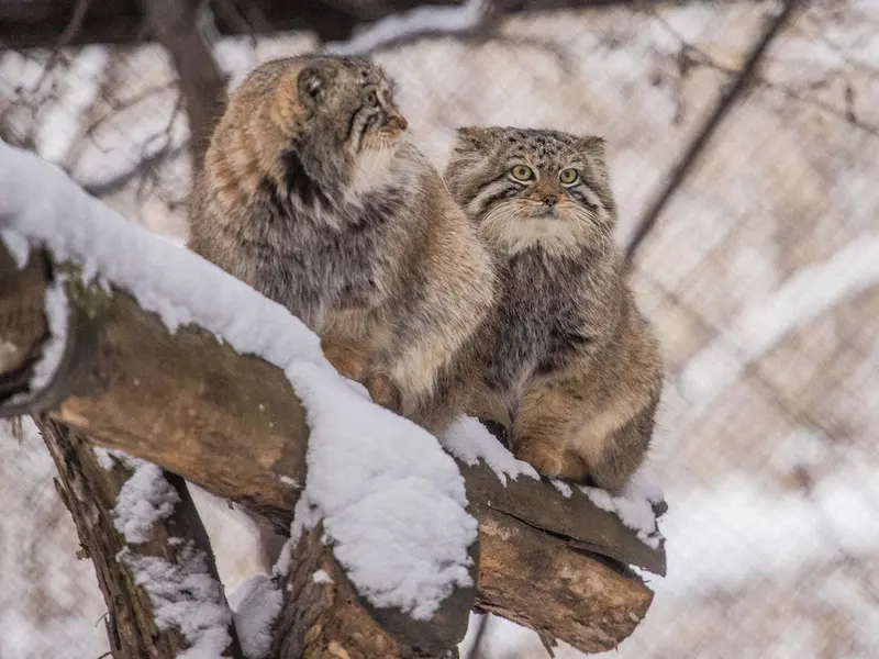 A photograph of Son of Eve 2024 Ⅰ and Sychik in Novosibirsk Zoo