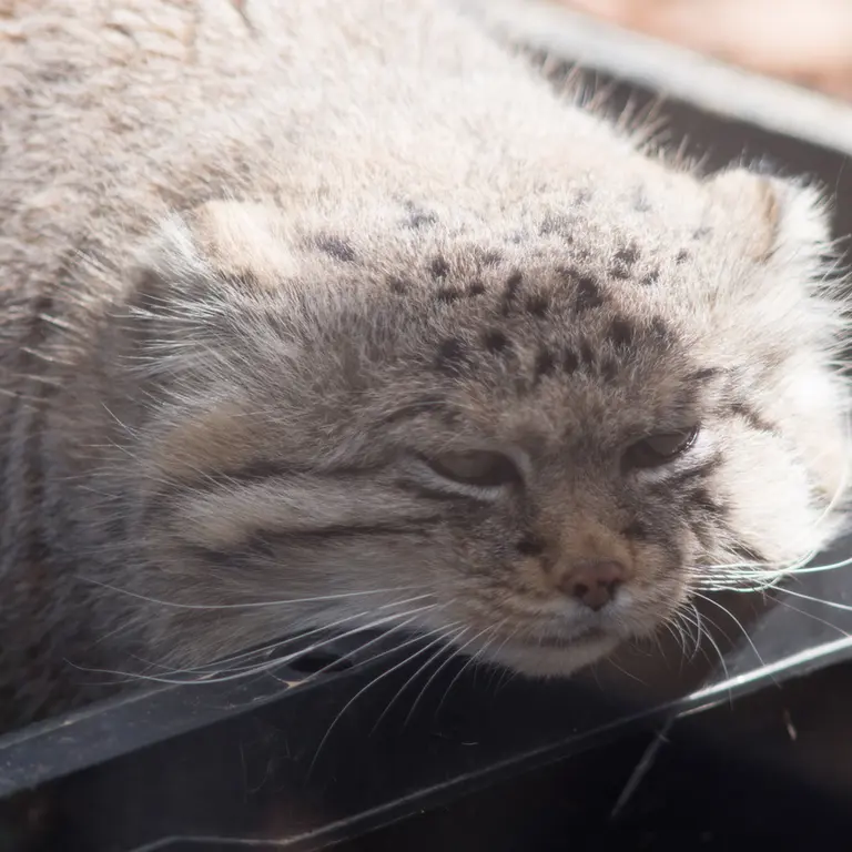 A photograph of Lotos in Saitama Children's Zoo