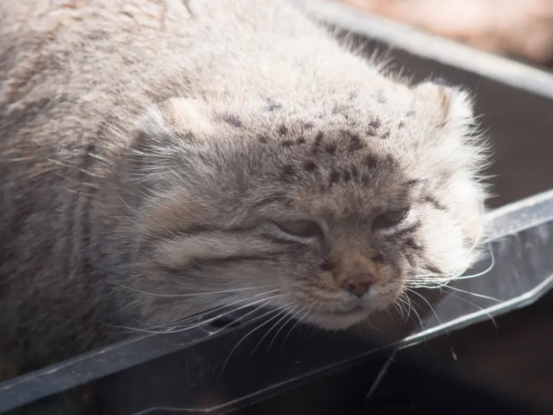 A photograph of Lotos in Saitama Children's Zoo