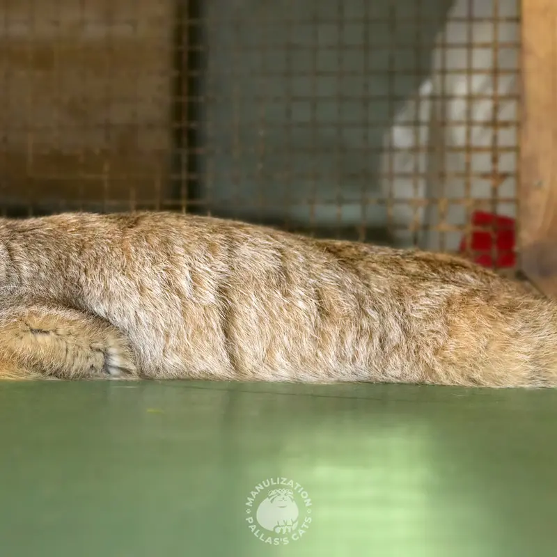 A photograph of Naré in Yerevan Zoo